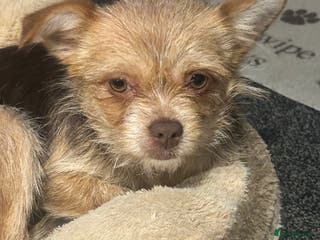 Chorkie dogs Luna - Advert 6