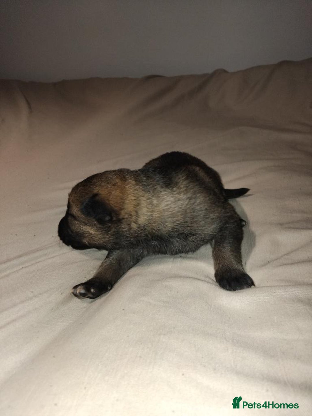 German Shepherd dogs for sale: German shepherd puppy’s kennel club registered  - Advert 38
