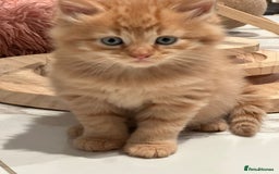 Maine Coon cats for sale: Stunning Mainecoon Kittens - Image 13