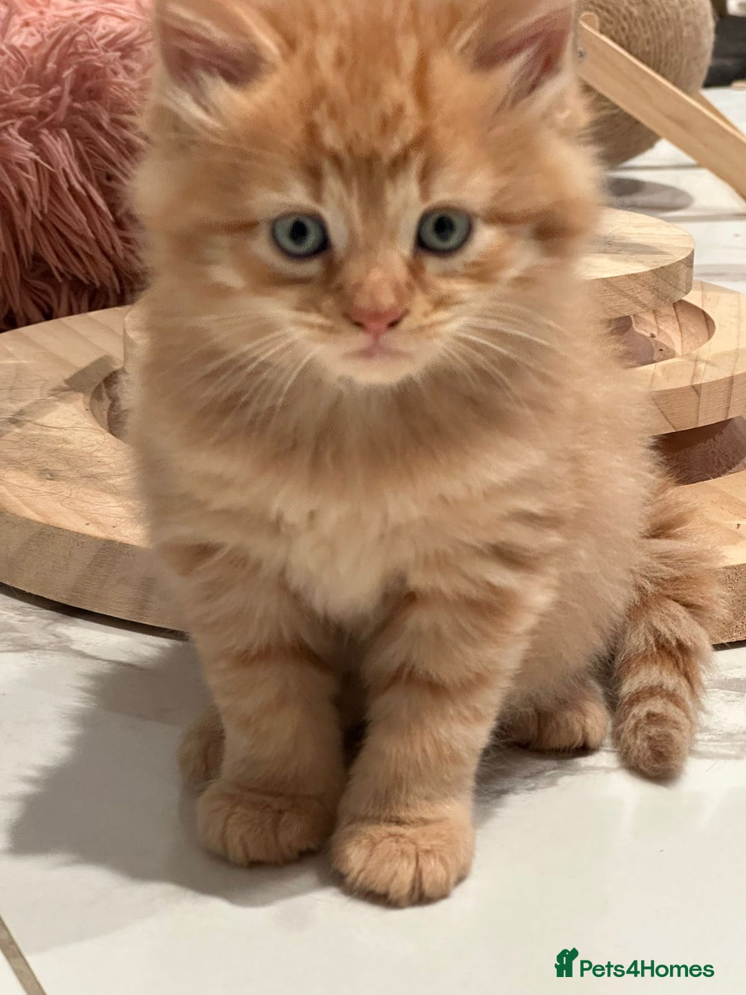Maine Coon cats for sale: Stunning Mainecoon Kittens - Image 13