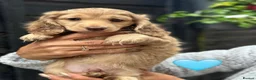 Dachshund dogs for sale: Cream longhair miniature dachshund  - Advert 10