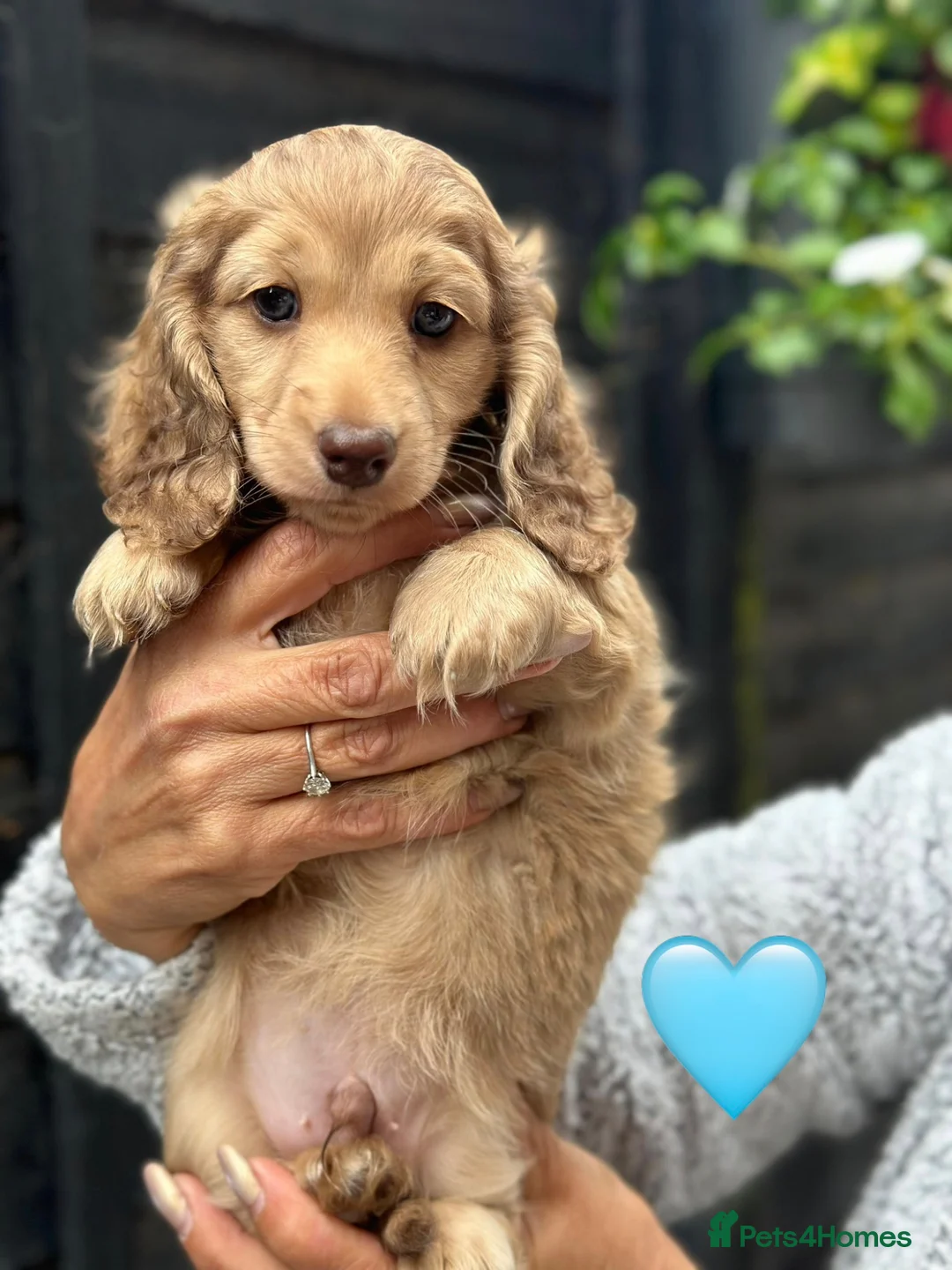 Dachshund dogs for sale: Cream longhair miniature dachshund  - Advert 10