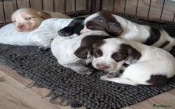 Cocker Spaniel dogs for sale: 2 x BOYS - KC Reg Working Cocker Spaniels - Image 19