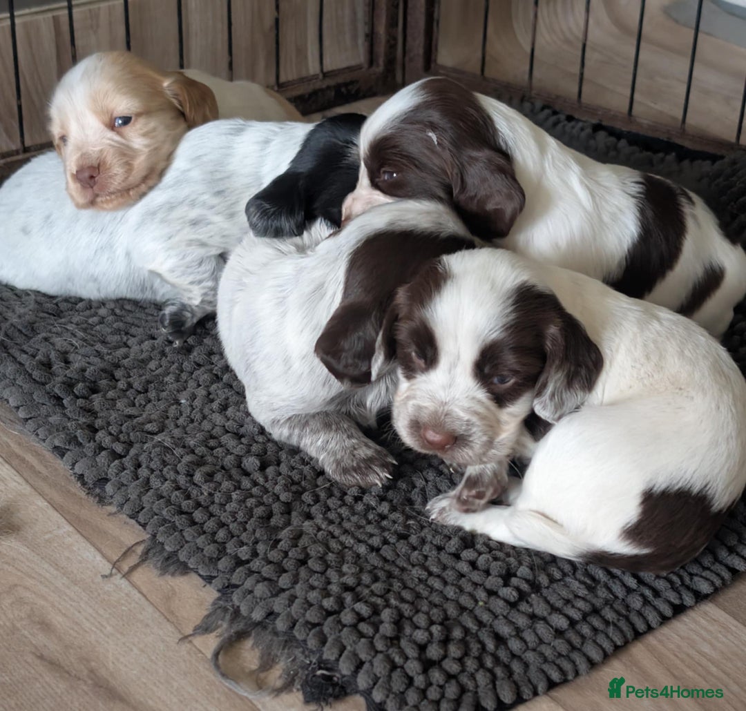 Cocker Spaniel dogs for sale: 2 x BOYS - KC Reg Working Cocker Spaniels - Image 19