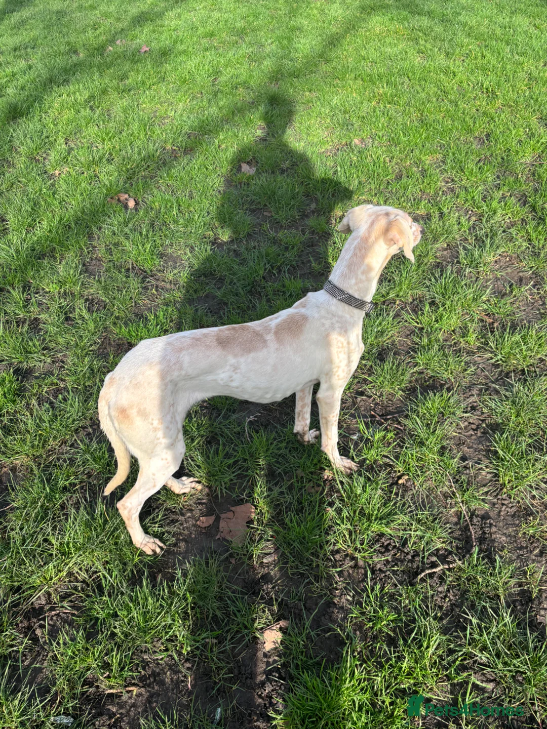 Mixed Breed dogs for sale: 14 month old whippet for sale  in London - Advert 1