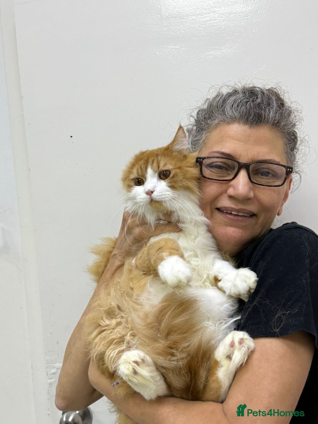 Mixed Breed cats for adoption: ASTRO -BIG BOY CALM NEUTERED AFFECTIONATE  - Advert 6