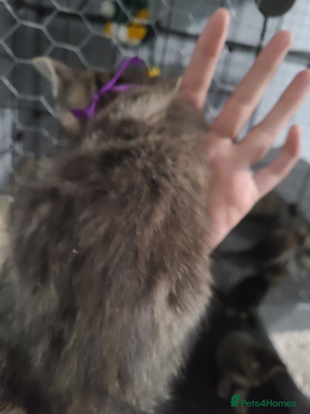 Ragdoll cats for sale: Kittens for sale - Image 4