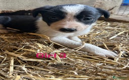 Border Collie dogs for sale: Beautiful border collie puppies for sale  - Image 14