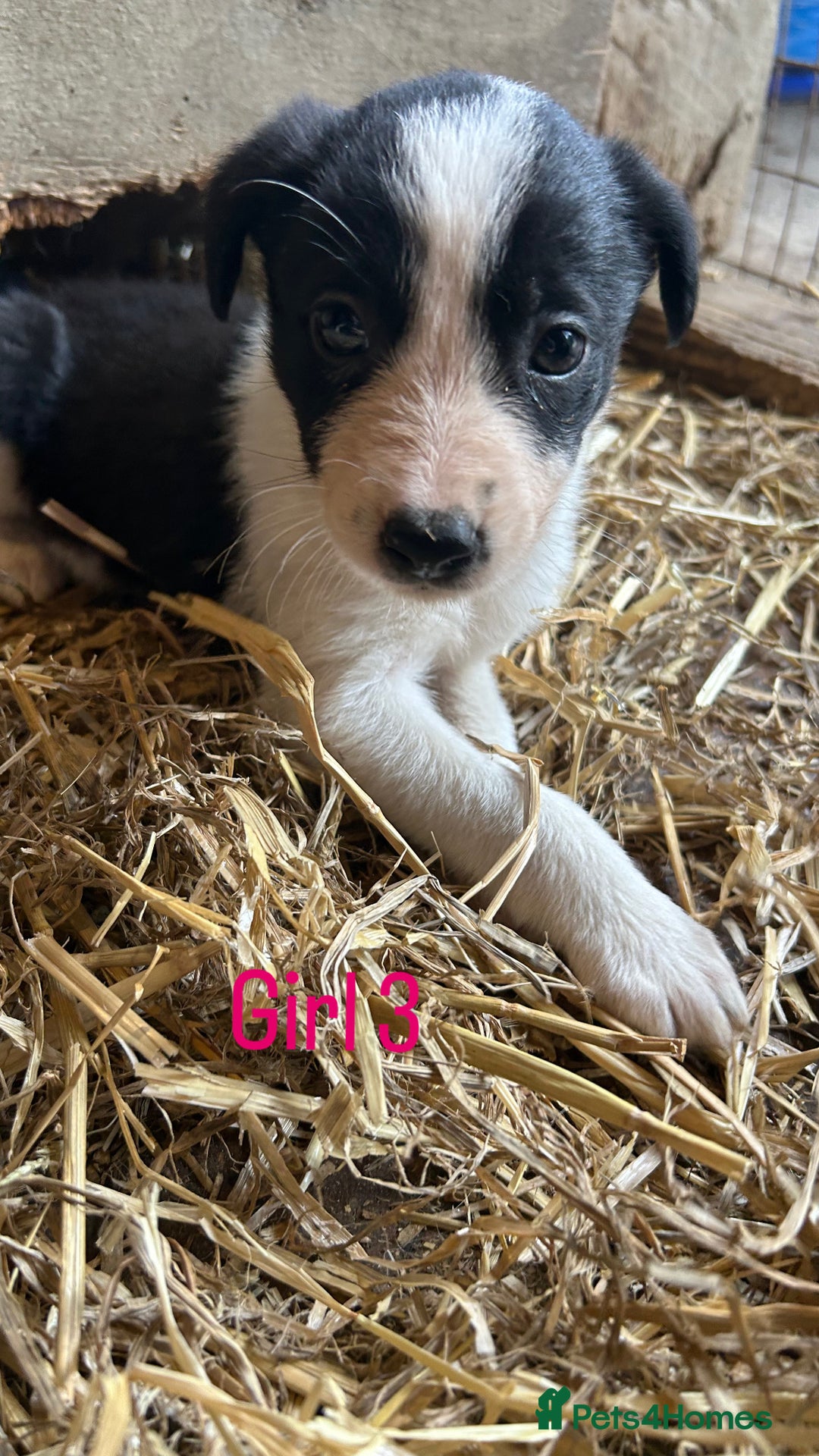 Border Collie dogs for sale: Beautiful border collie puppies for sale  - Image 14