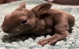 Rex rabbits for sale: Two beautiful rabbit litters - Image 14