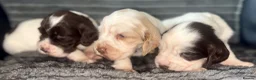 Cocker Spaniel dogs for sale: Beautiful show cocker puppies  - Advert 1