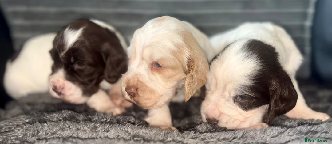 Cocker Spaniel dogs for sale: Beautiful show cocker puppies  - Advert 1