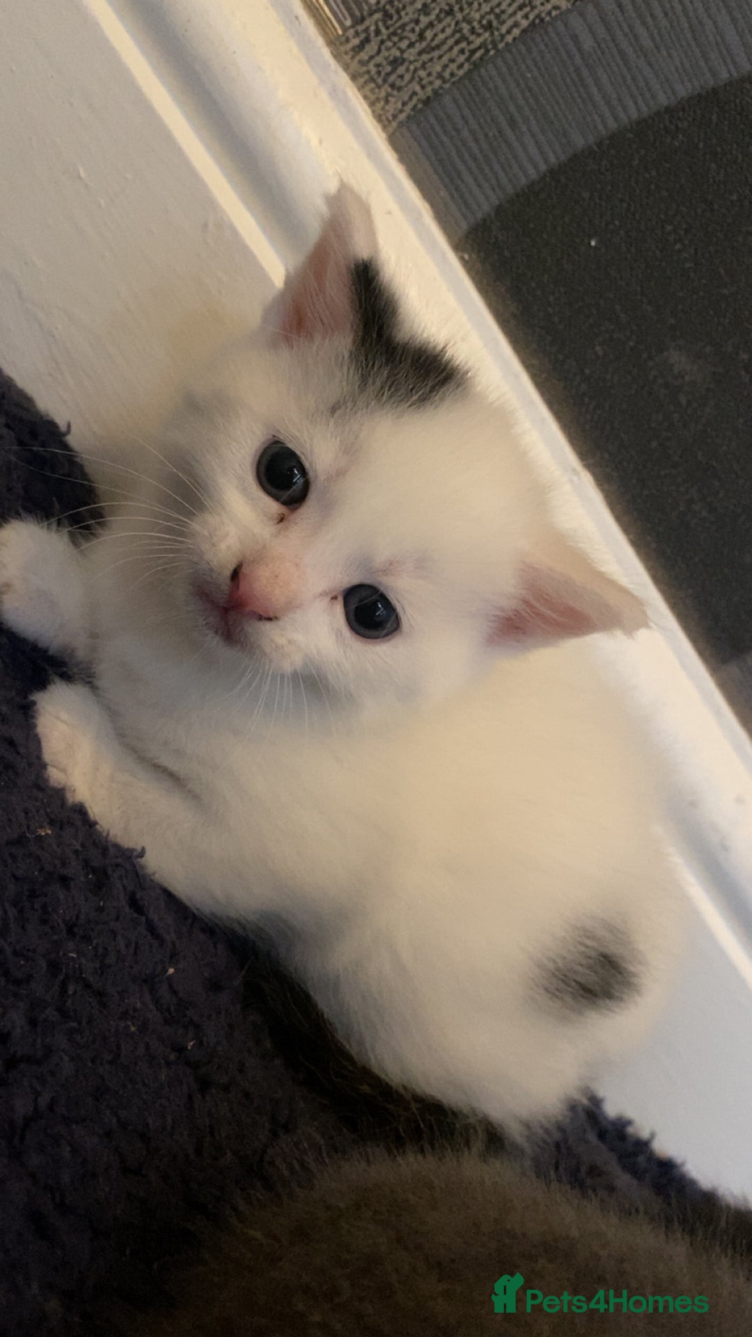 Mixed Breed cats for sale: 5 kittens for sale  - Image 9