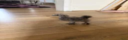 Chickens poultry for sale: Baby chicks in Manchester - Advert 12