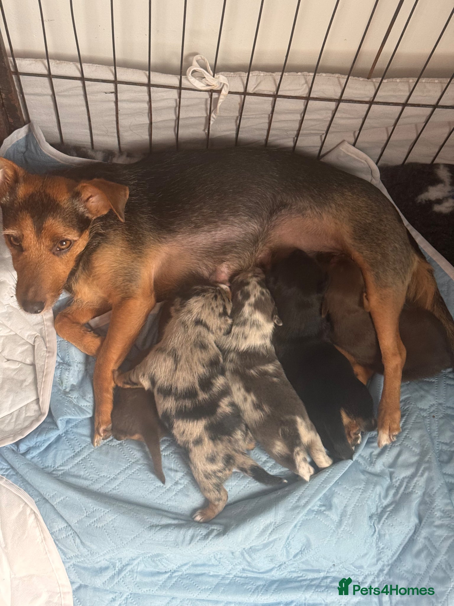 Jack Russell dogs Beautiful litter of Jack Russell Puppies - Advert 2