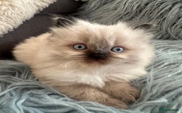 Ragdoll cats for sale: 4 beautiful Ragdool kittens available for booking  - Advert 6