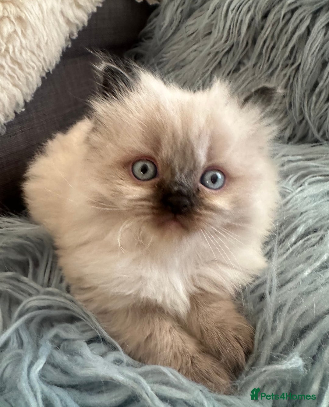 Ragdoll cats for sale: 4 beautiful Ragdool kittens available for booking  - Advert 6
