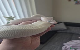 Python Snake reptiles for sale: Blue-eyed Leucistic ball python - Advert 2