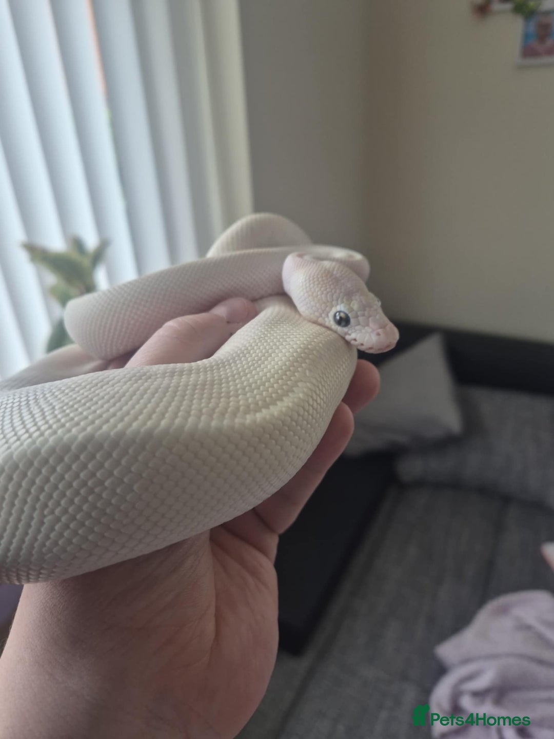 Python Snake reptiles for sale: Blue-eyed Leucistic ball python - Advert 2