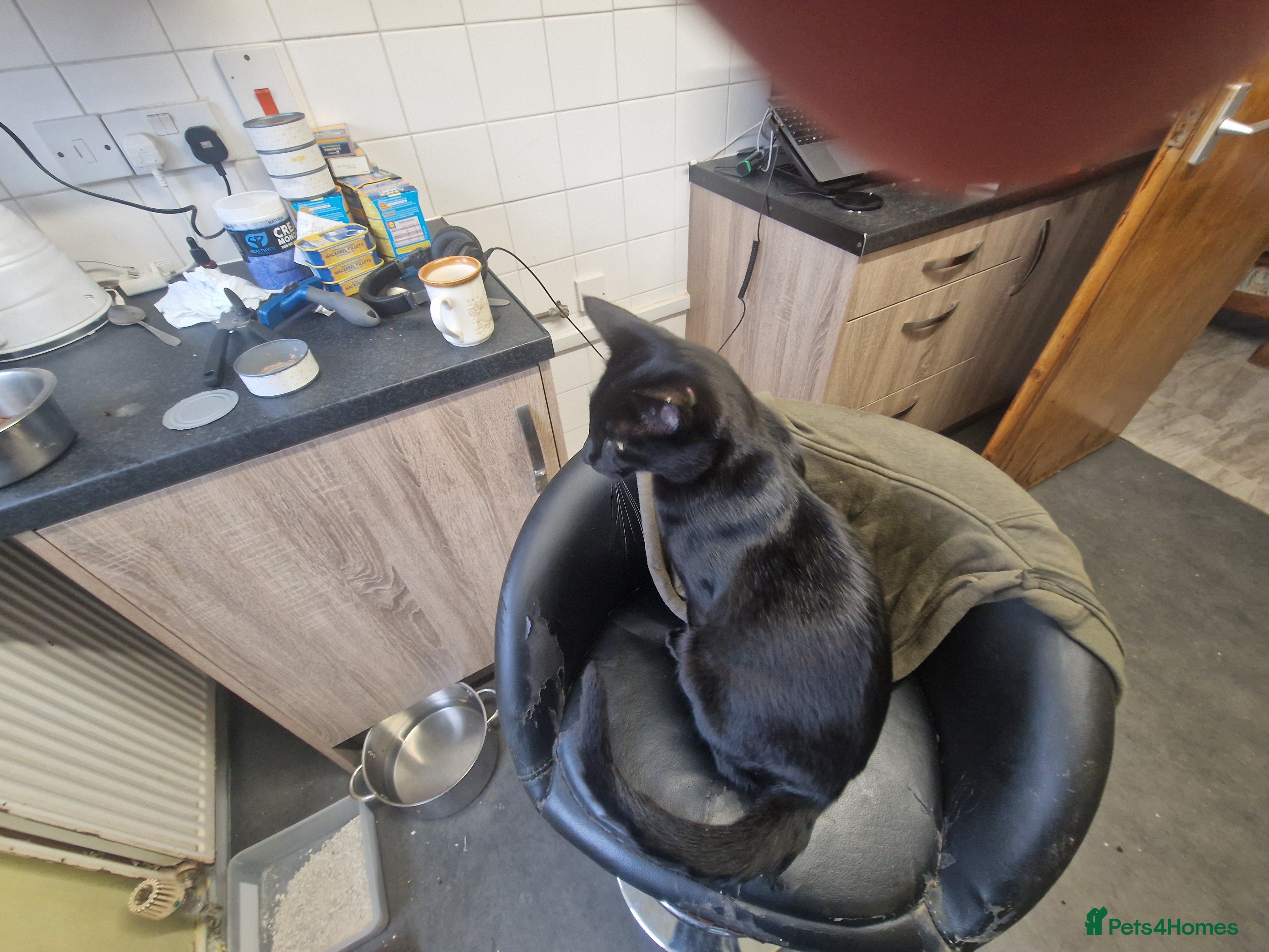 Mixed Breed cats Black half Siamese kittens & young adults for sale - Advert 2