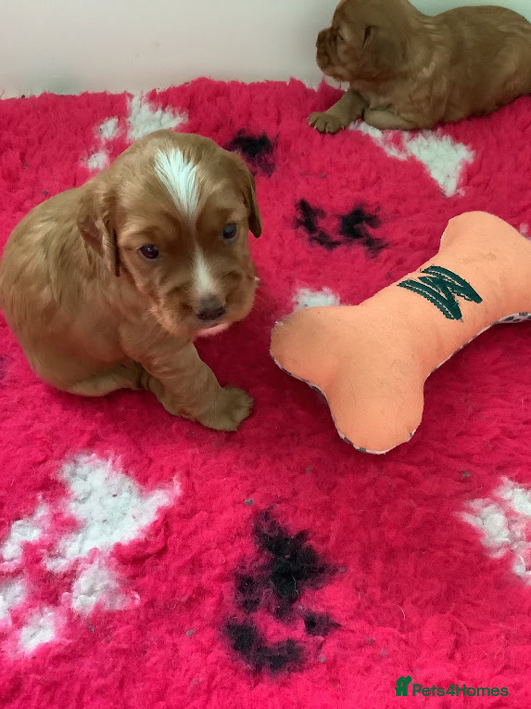Cocker Spaniel dogs for sale: For sale beautiful male working cocker spaniel - Image 2