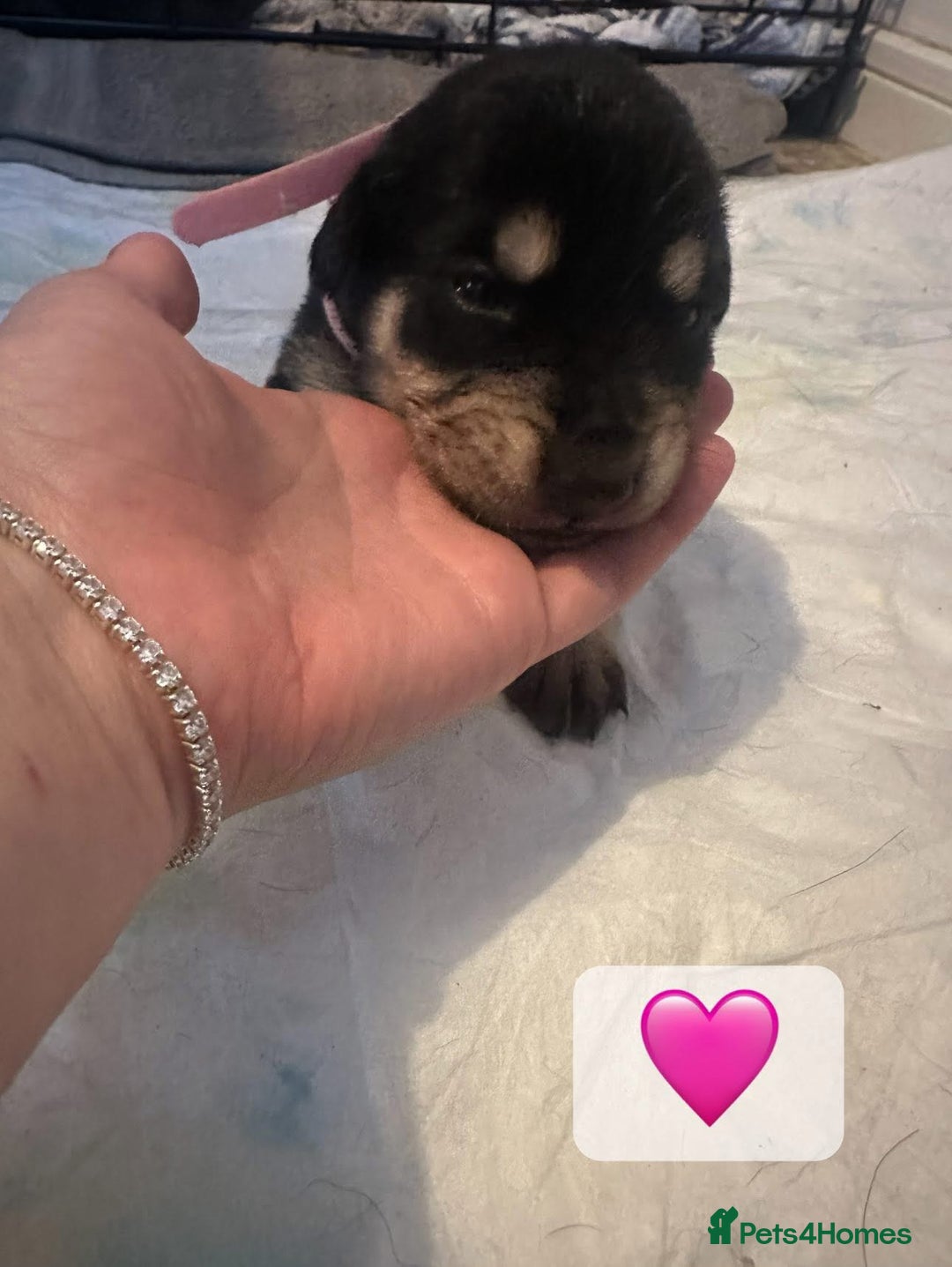 Mixed Breed dogs for sale: 8 beautiful pups, looking for forever home🐾 - Image 4