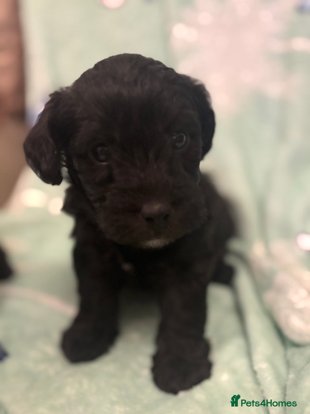 Mixed Breed dogs for sale: Westiepoo puppies - Advert 24