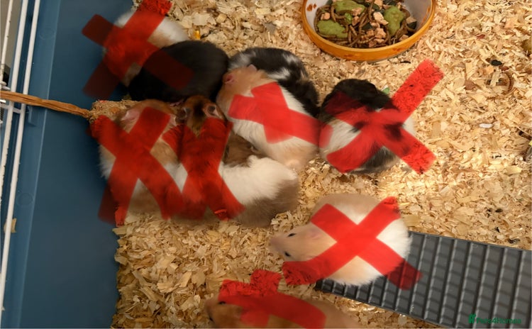Hamster rodents - Advert 12