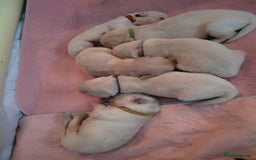 Golden Retriever dogs for sale: Beautiful golden retriever puppies - Image 9