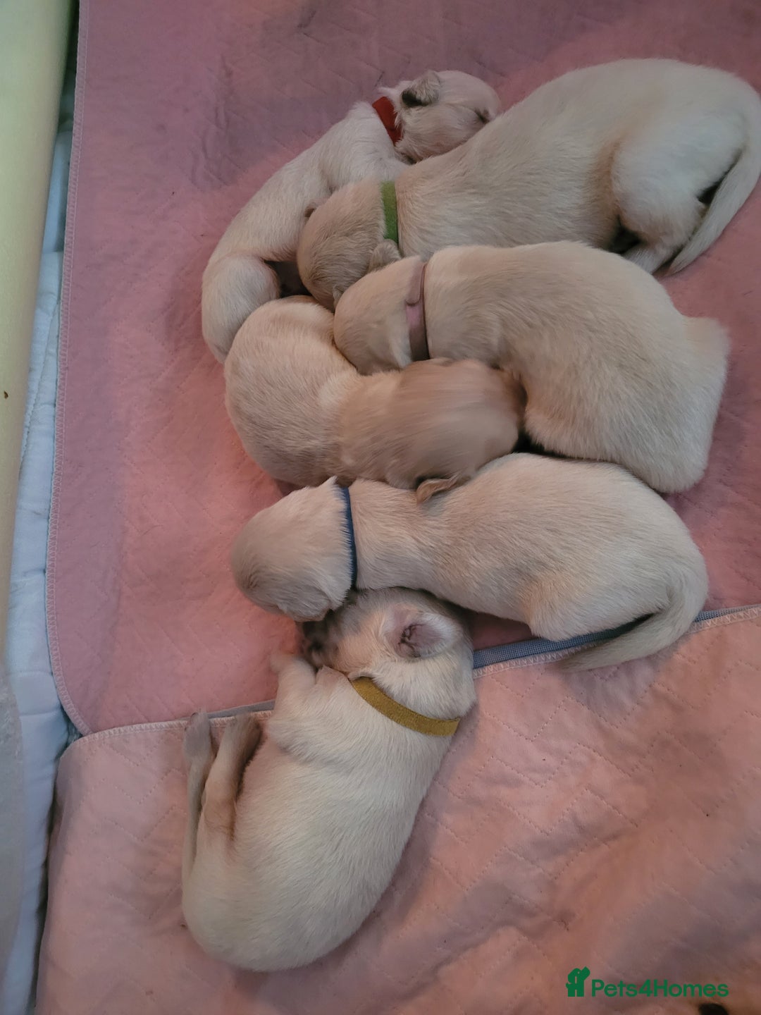 Golden Retriever dogs for sale: Beautiful golden retriever puppies - Image 9