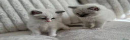 Ragdoll cats for sale: TICA REGISTERED RAGDOLL KITTENS - Advert 13