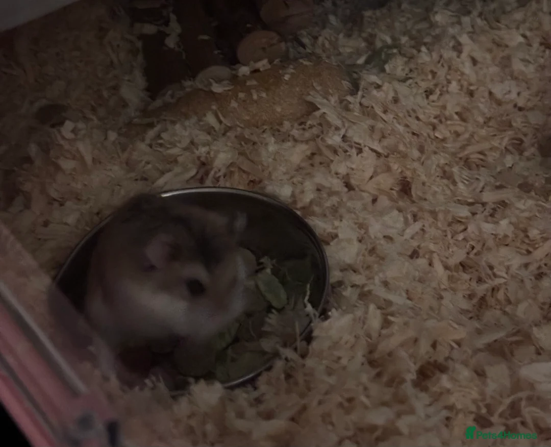 Hamster rodents for sale: Roborovski dwarf hamster - Advert 1