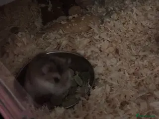 Hamster rodents Roborovski dwarf hamster in Eastbourne - Advert 2