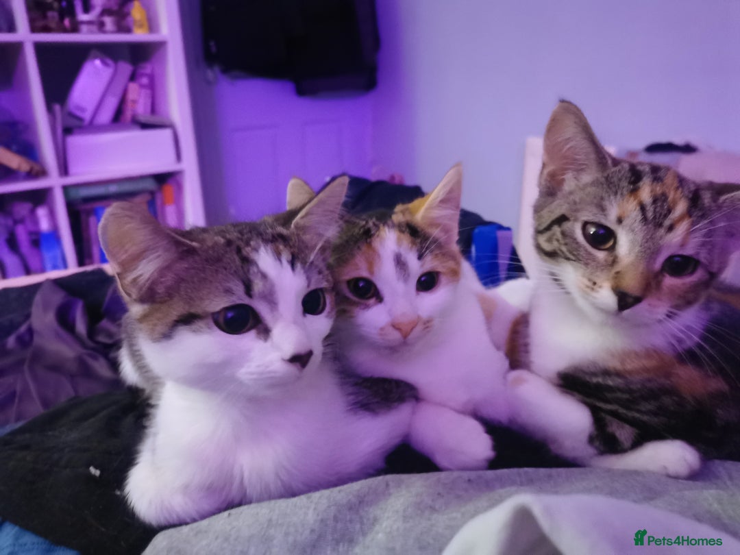 Domestic Shorthair cats for sale: 3 kittens for sale  - Advert 3
