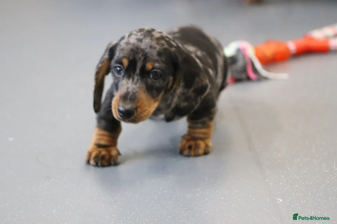 Miniature Dachshund dogs for sale: Beautiful Miniature Dachshund puppies for sale - Advert 21