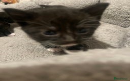 Domestic Shorthair cats for sale: Kittens for sale - Image 7