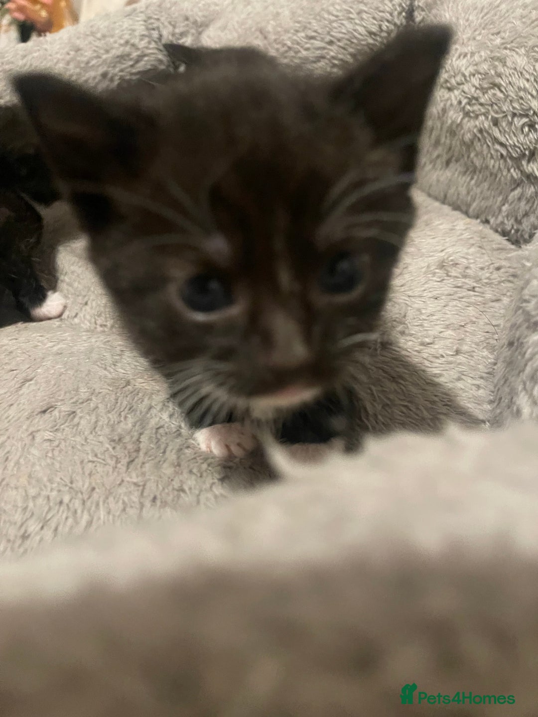 Domestic Shorthair cats for sale: Kittens for sale - Image 7