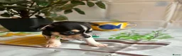 Chihuahua dogs for sale: Beautiful Chihuahua Puppies - Advert 1