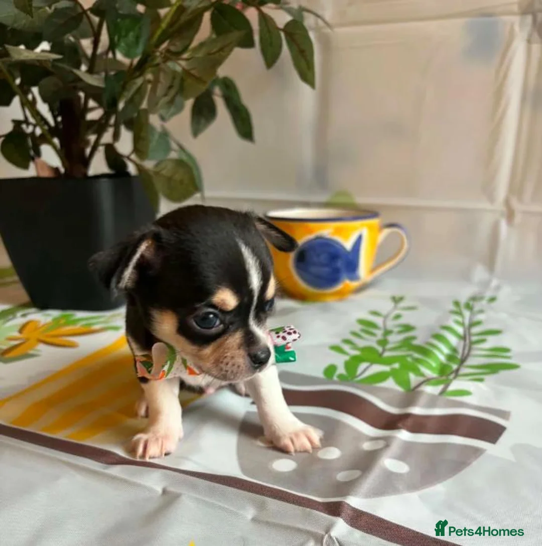 Chihuahua dogs for sale: Beautiful Chihuahua Puppies - Advert 1