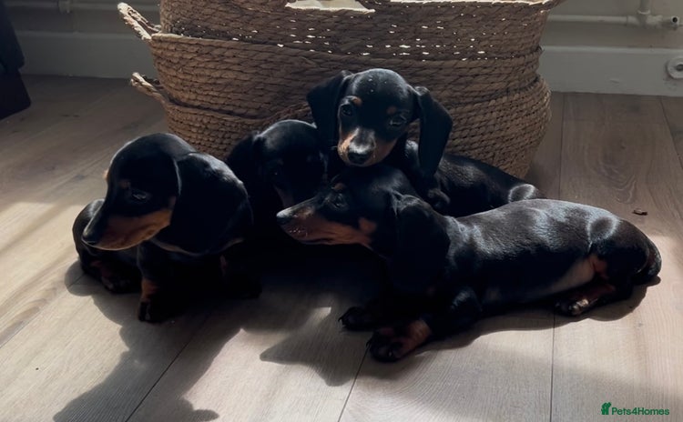 Dachshund dogs - Advert 16