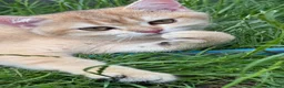 British Shorthair cats for sale: GCCF BSH READY FOR NEW HOME GOLD AND BLUE KITTENS - Advert 3