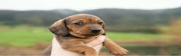 Miniature Dachshund dogs for sale: Beautiful Miniature Dachshund Puppies  - Advert 8