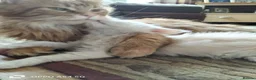Maine Coon cats for sale: Lovey GCCF Reg Maine Coon Kittens  in Kelty - Advert 4