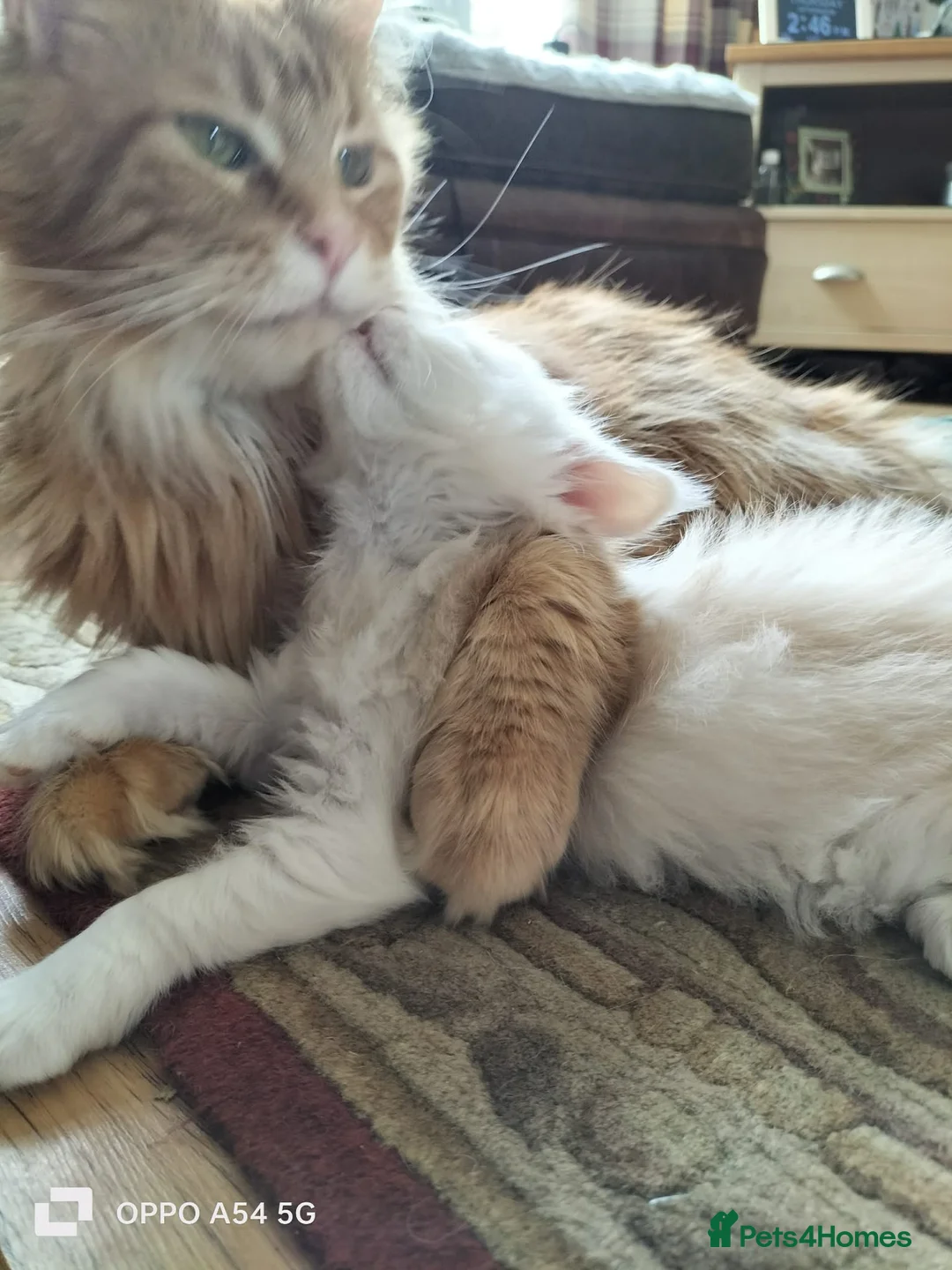 Maine Coon cats for sale: Lovey GCCF Reg Maine Coon Kittens  in Kelty - Advert 4