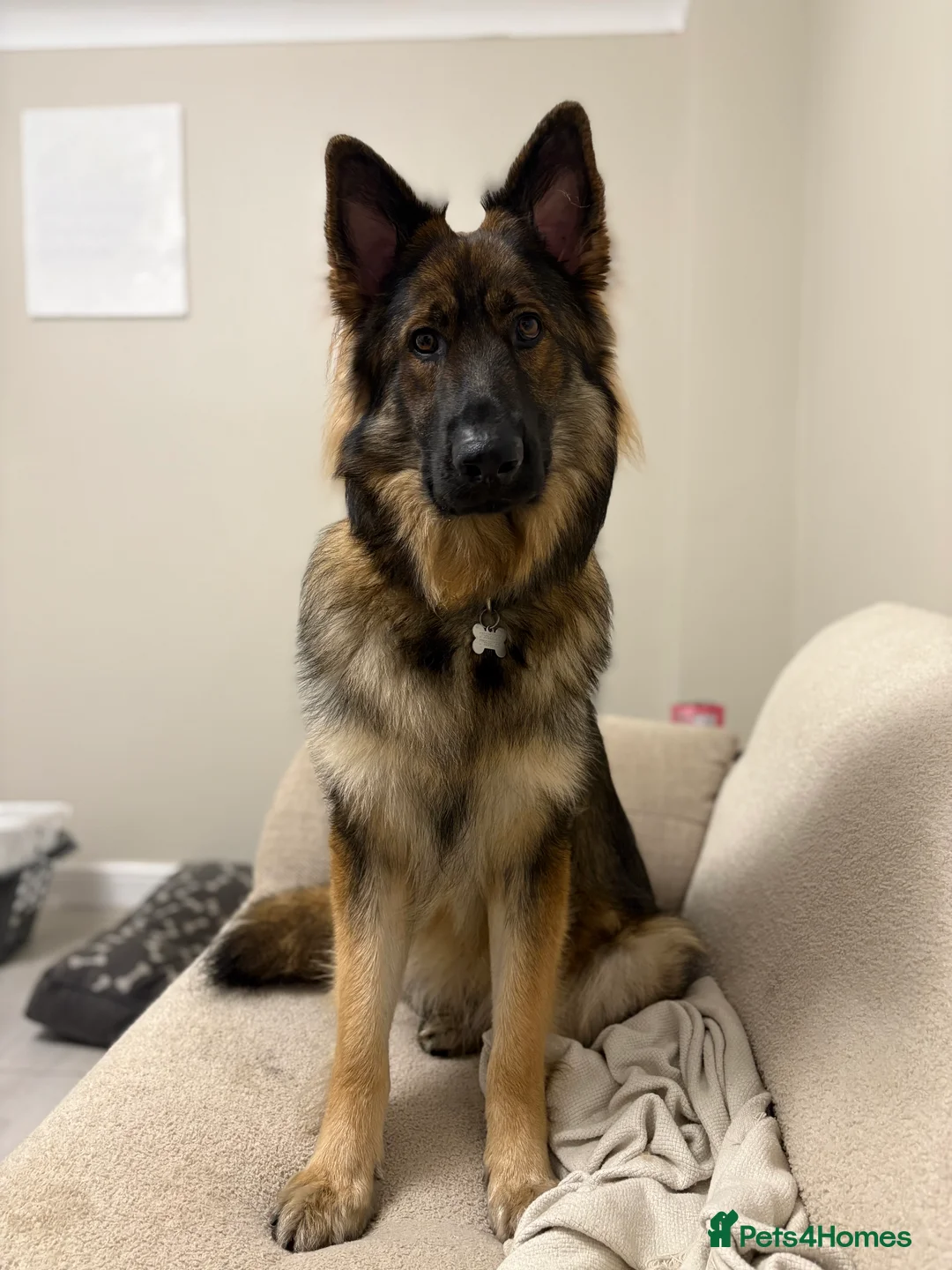 German Shepherd dogs for sale: Beautiful 22 month old male German shepherd  - Advert 2