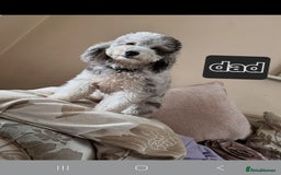 Toy Poodle dogs for sale: Toy poodle puppys - Image 6