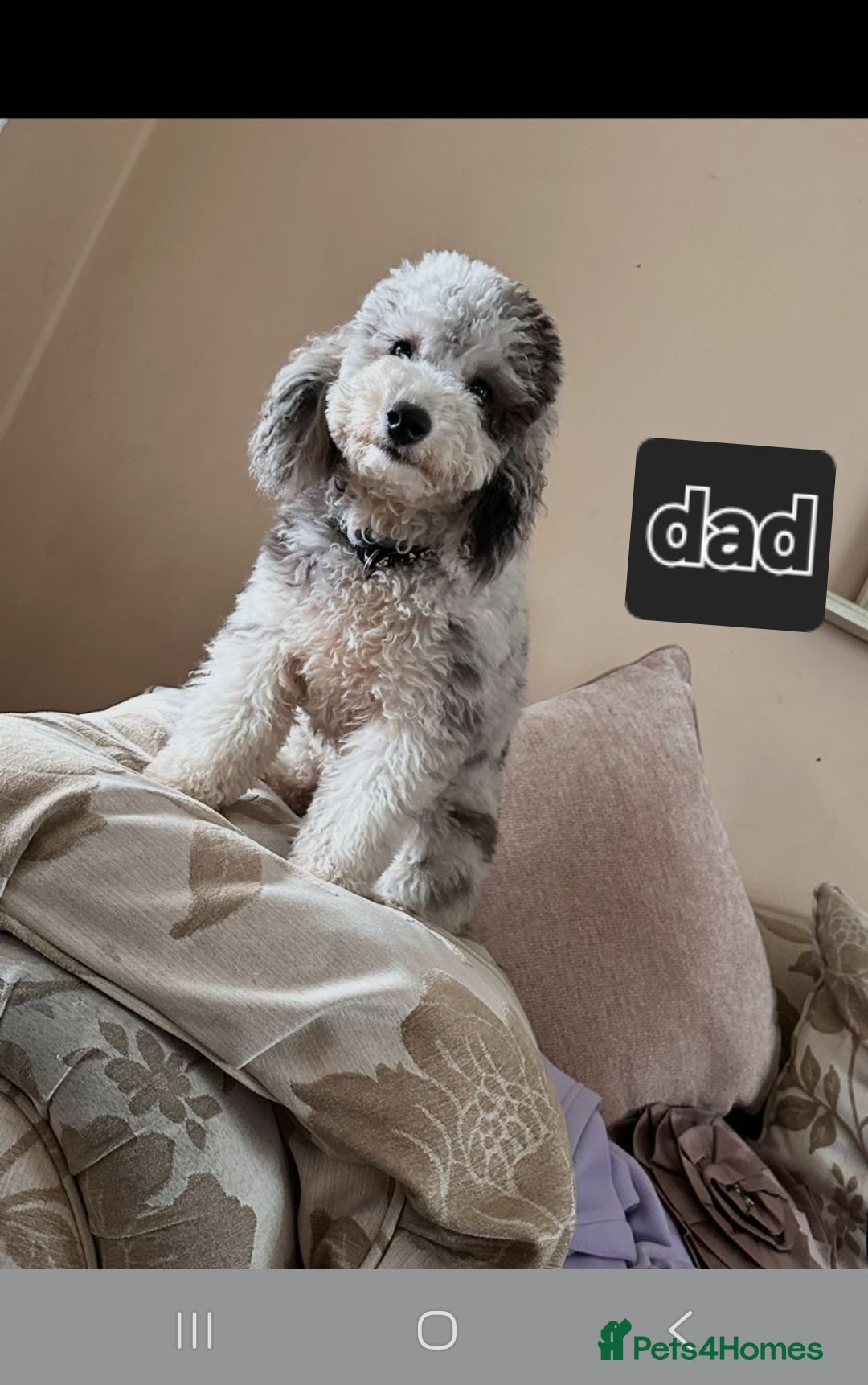 Toy Poodle dogs for sale: Toy poodle puppys - Image 6