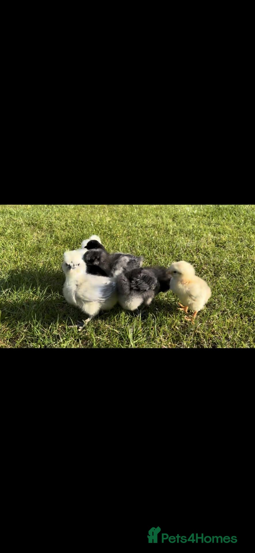 Chickens poultry Fertile Eggs for sales - Advert 2