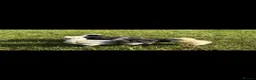 Chickens poultry for sale: Fertile Eggs for sales - Advert 1