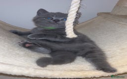 British Shorthair cats for sale: Beautiful BSH Kittens - Ready to leave ASAP - Image 20